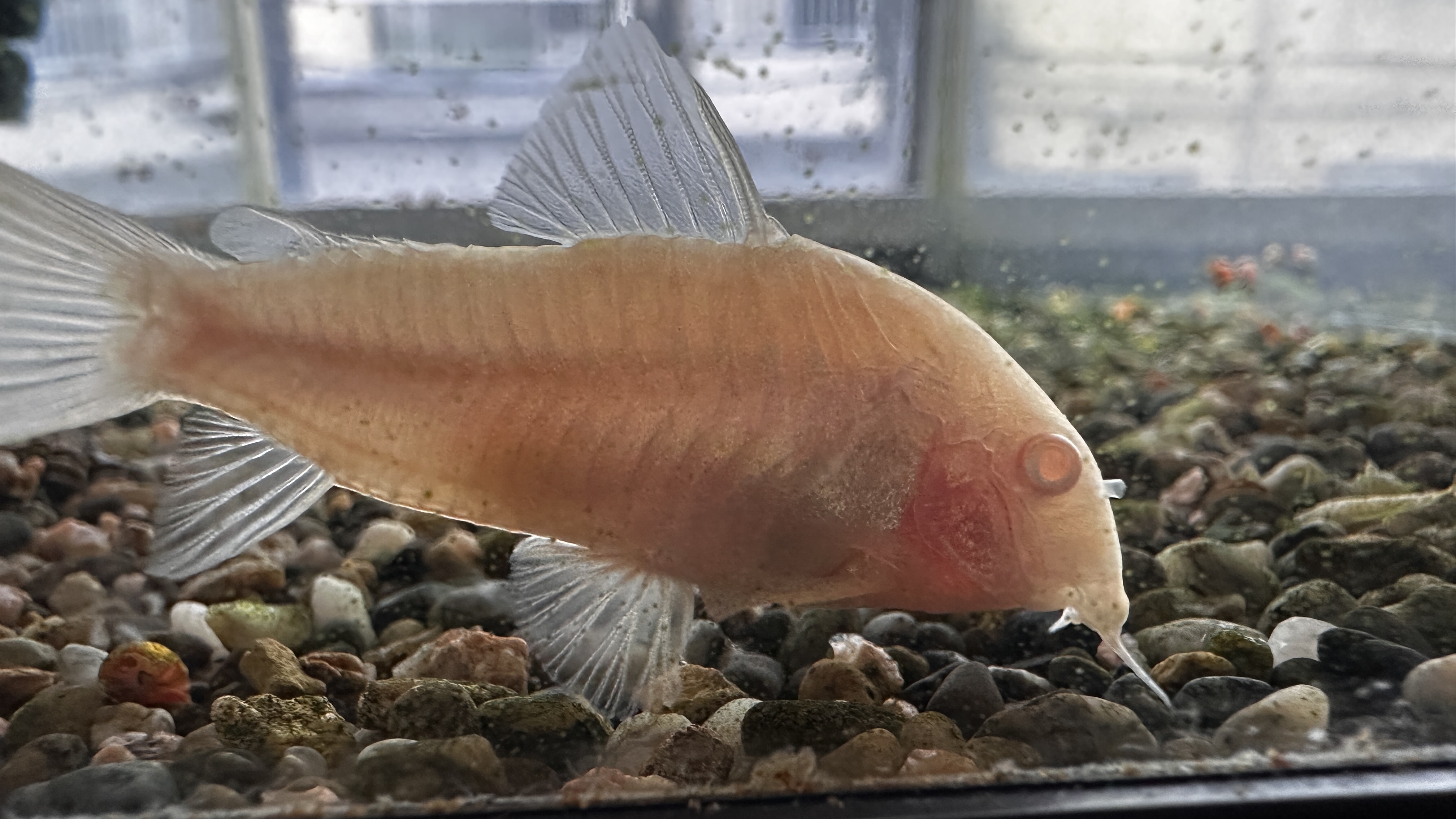 コリドラス・アエネウス“アルビノの画像