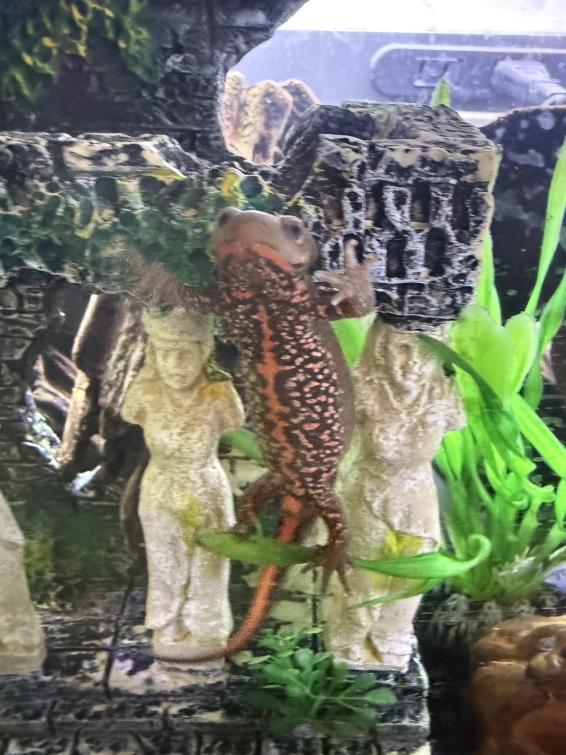 アカハライモリの写真
