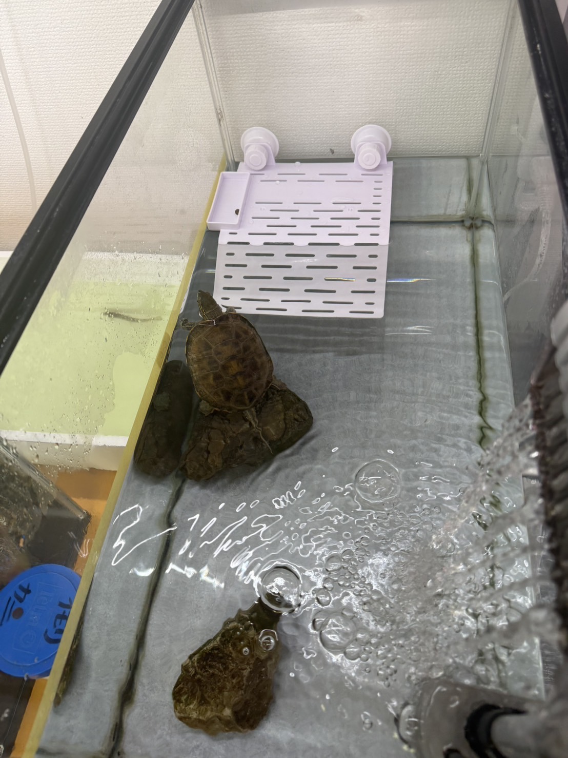 亀の水槽の写真