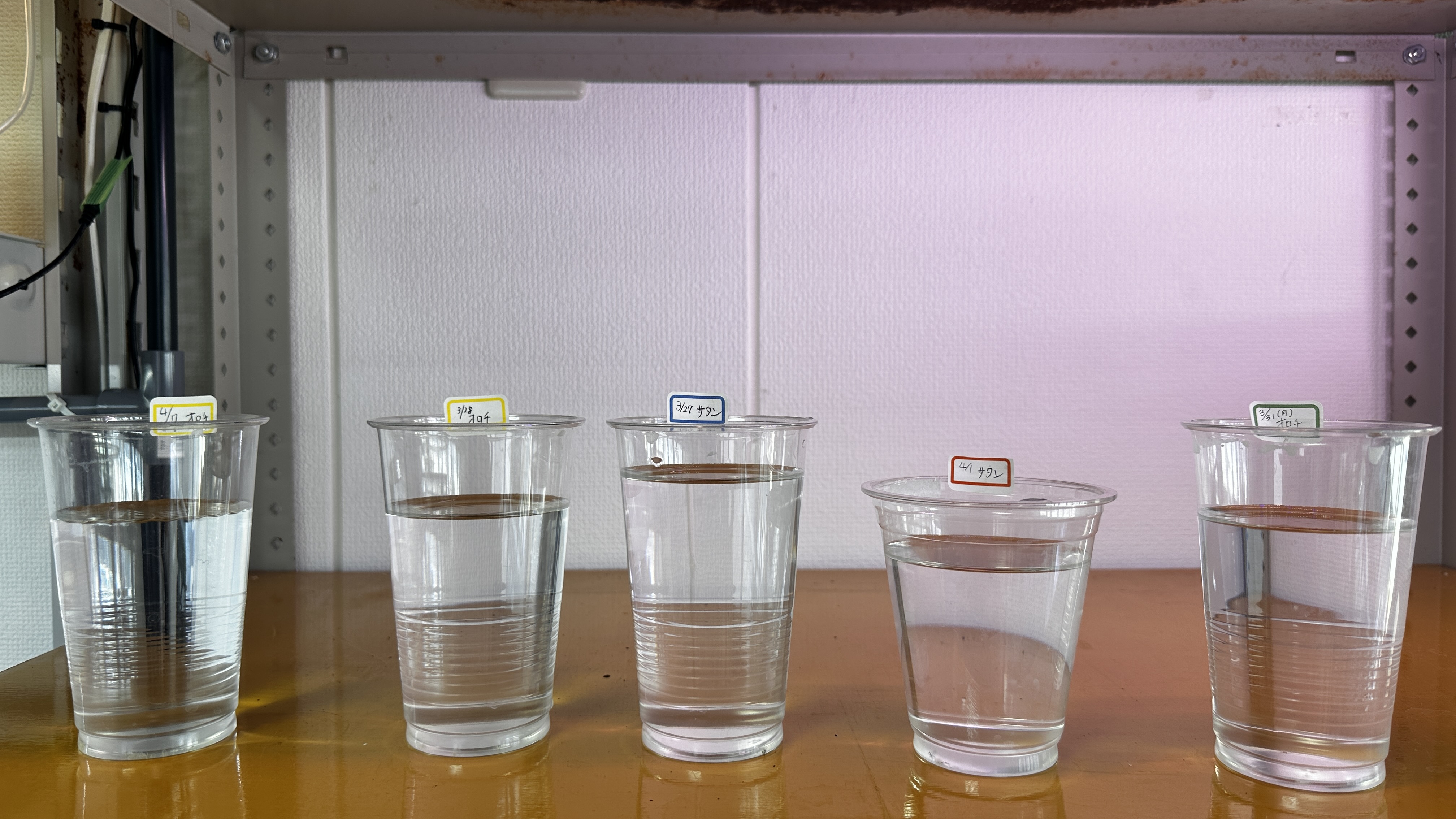 めだかの卵カップの写真