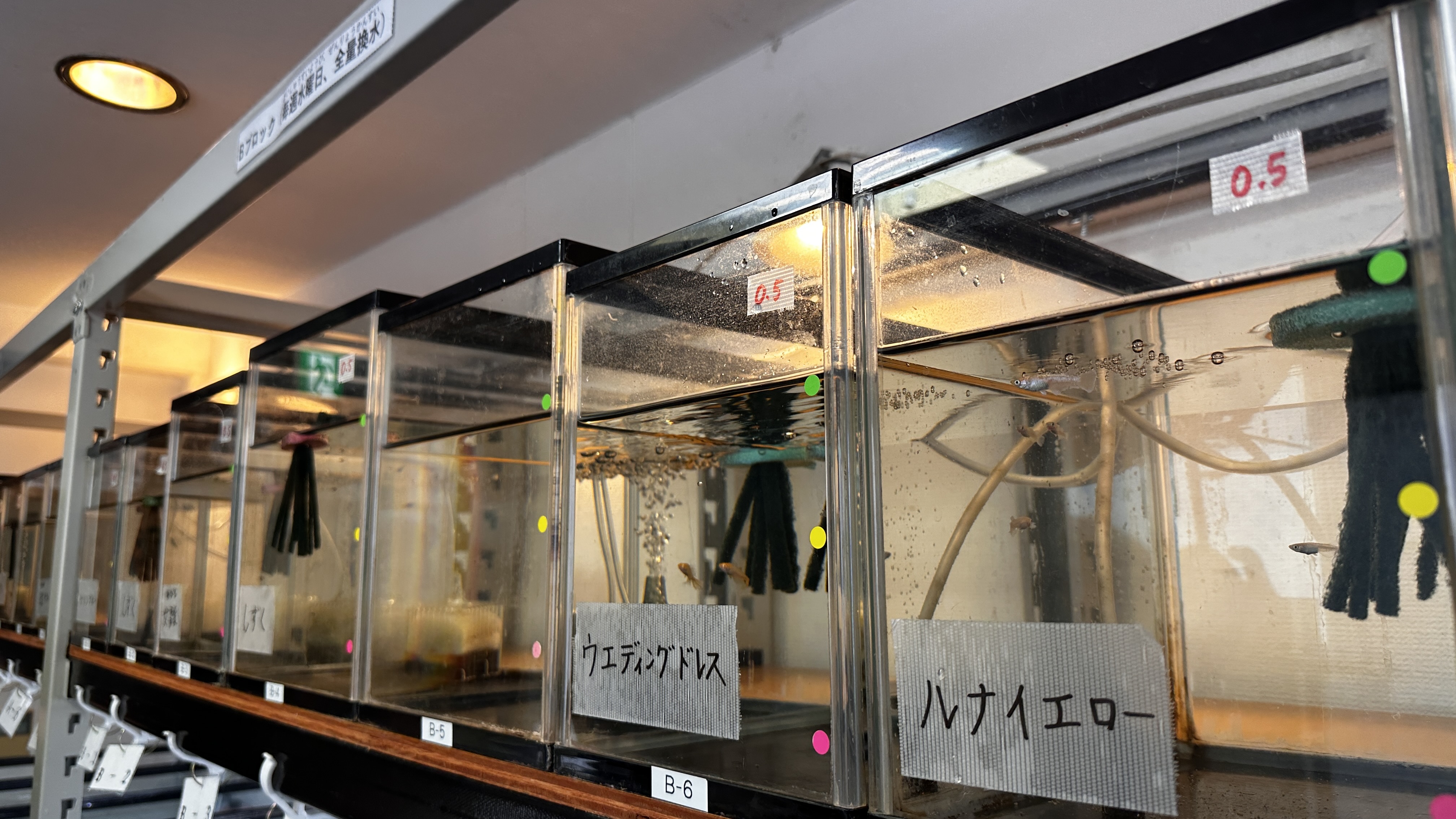 水槽に貼られた給餌料の画像