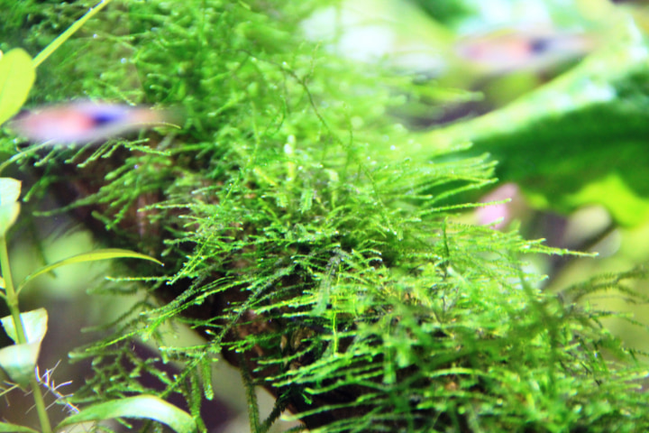 水草の栽培